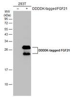 FGF21 Antibody in Western Blot (WB)