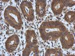 ARC Antibody in Immunohistochemistry (Paraffin) (IHC (P))