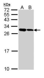 ARC Antibody in Western Blot (WB)