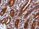 CD74 Antibody in Immunohistochemistry (Paraffin) (IHC (P))