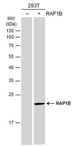 RAP1B Polyclonal Antibody
