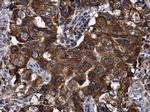 BAP31 Antibody in Immunohistochemistry (Paraffin) (IHC (P))