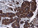 BAP31 Antibody in Immunohistochemistry (Paraffin) (IHC (P))