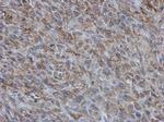 BAP31 Antibody in Immunohistochemistry (Paraffin) (IHC (P))