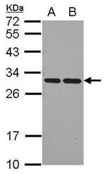 BAP31 Antibody in Western Blot (WB)