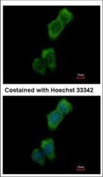 LOK Polyclonal Antibody