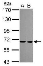 MELK Antibody in Western Blot (WB)