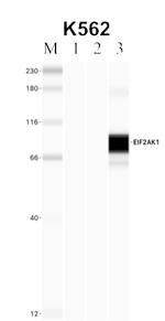 HRI Antibody in RNA Immunoprecipitation (RIP)