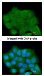 LRGUK Polyclonal Antibody