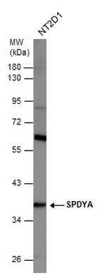 SPDYA Antibody in Western Blot (WB)