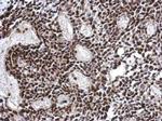 SPDYA Antibody in Immunohistochemistry (Paraffin) (IHC (P))