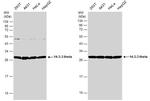 14-3-3 theta Antibody in Western Blot (WB)