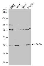 SAPK4 Polyclonal Antibody