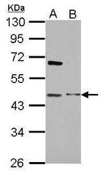 MBIP Polyclonal Antibody