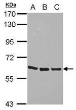 ZNF350 Antibody in Western Blot (WB)