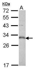 p53DINP1 Antibody in Western Blot (WB)