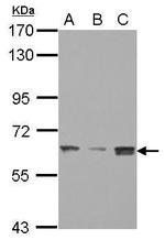 BAF60C Polyclonal Antibody