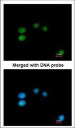 LONRF3 Polyclonal Antibody