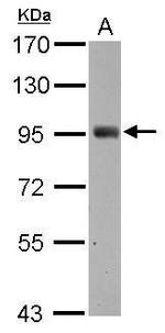SH2D3C Antibody in Western Blot (WB)