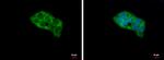 RPL4 Polyclonal Antibody