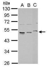 RPL4 Antibody in Western Blot (WB)