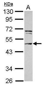 CEP55 Antibody in Western Blot (WB)