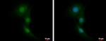 RNF14 Polyclonal Antibody