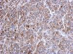 TrxR2 Antibody in Immunohistochemistry (Paraffin) (IHC (P))