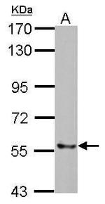 TrxR2 Antibody in Western Blot (WB)