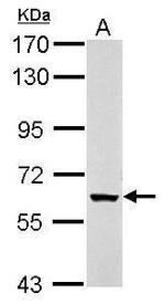 KPNA5 Antibody in Western Blot (WB)