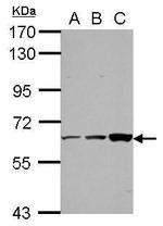 ThPOK Polyclonal Antibody