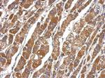 DEAF1 Polyclonal Antibody