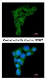 GGA2 Antibody in Immunocytochemistry (ICC/IF)