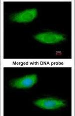 ECM29 Antibody in Immunocytochemistry (ICC/IF)