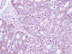 ECM29 Antibody in Immunohistochemistry (Paraffin) (IHC (P))