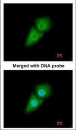 KPNA1 Polyclonal Antibody
