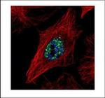 SRC2 Antibody in Immunocytochemistry (ICC/IF)