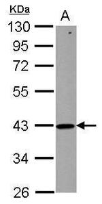 ZNHIT2 Antibody in Western Blot (WB)