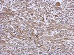 eIF3e Antibody in Immunohistochemistry (Paraffin) (IHC (P))