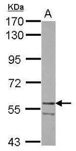 HMGCS1 Antibody in Western Blot (WB)