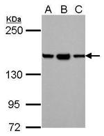 HDLBP Antibody in Western Blot (WB)