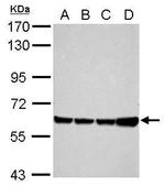 Afamin Antibody in Western Blot (WB)