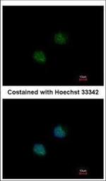 DOM3Z Polyclonal Antibody