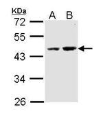 DOM3Z Antibody in Western Blot (WB)