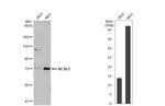 ACSL1 Antibody in Western Blot (WB)