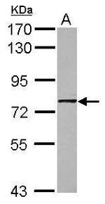 GNL1 Polyclonal Antibody
