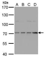 HDC Polyclonal Antibody