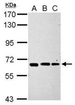 IPP Antibody in Western Blot (WB)