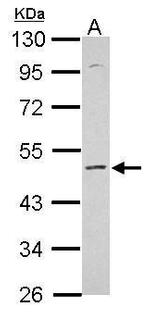 KCNS2 Polyclonal Antibody