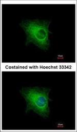 Cytokeratin 33B Polyclonal Antibody
